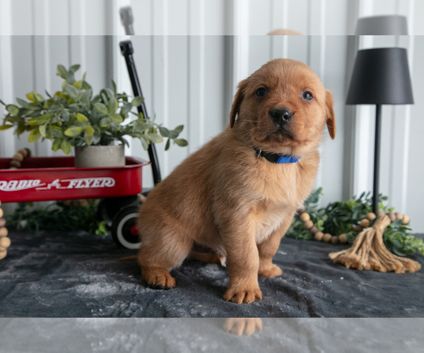 Medium Photo #3 Golden Labrador Puppy For Sale in BEACH CITY, OH, USA