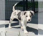 Puppy 3 Border Collie