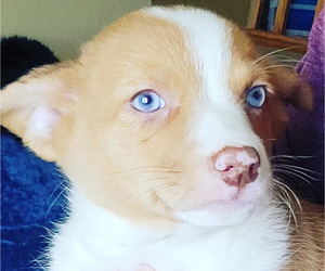 Aussie-Corgi Puppy for sale in LOVELAND, CO, USA