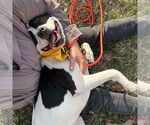 Small #4 American Pit Bull Terrier