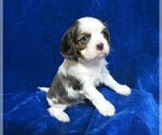 Small Photo #6 Cavalier King Charles Spaniel Puppy For Sale in NORWOOD, MO, USA