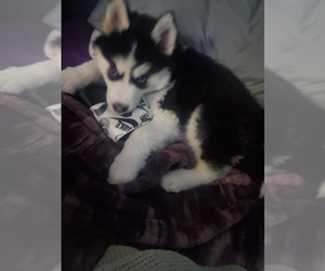 Siberian Husky Puppy for sale in CANYON COUNTRY, CA, USA