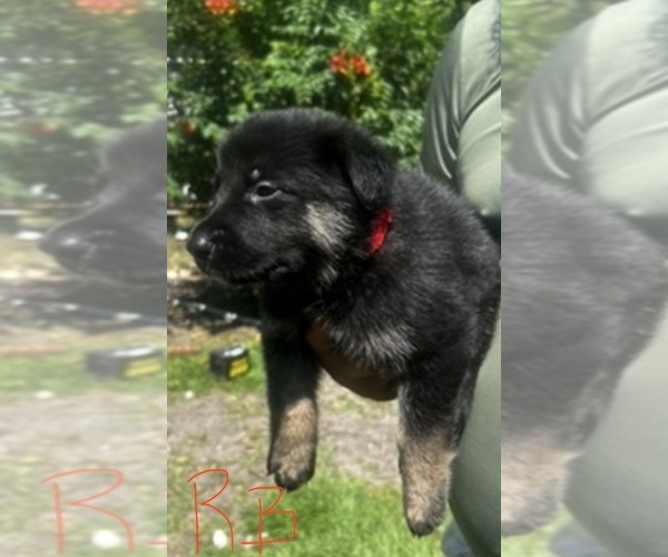 Medium Photo #6 German Shepherd Dog Puppy For Sale in SWANSBORO, NC, USA