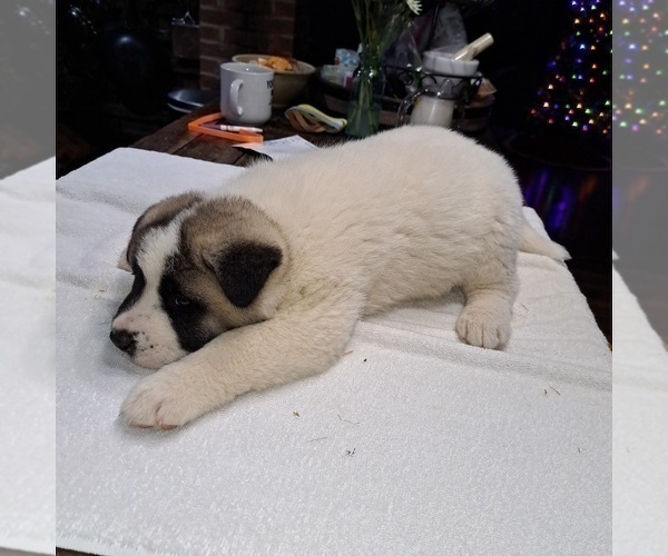 Medium Photo #2 Akita Puppy For Sale in ELLINGTON, MO, USA