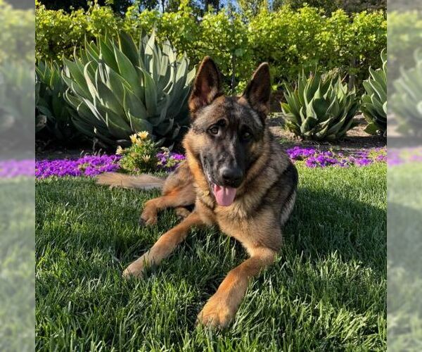 Medium Photo #1 German Shepherd Dog Puppy For Sale in Cupertino, CA, USA