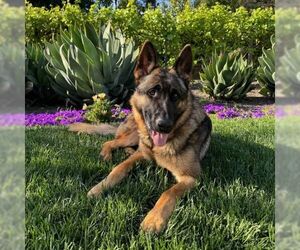 German Shepherd Dog Dogs for adoption in Cupertino, CA, USA