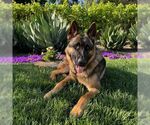 Small German Shepherd Dog