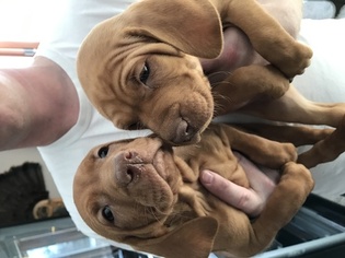 Vizsla Puppy for sale in VILLARD, MN, USA