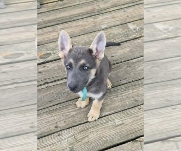 Medium Photo #4 German Shepherd Dog Puppy For Sale in WYTHEVILLE, VA, USA
