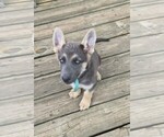 Small #3 German Shepherd Dog