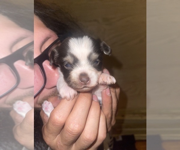 Medium Photo #25 Yorkshire Terrier Puppy For Sale in ROCKFORD, IL, USA
