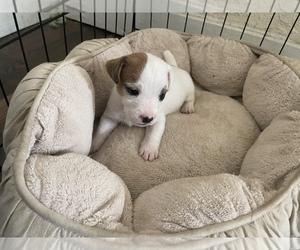 Jack Russell Terrier Puppy for sale in PORT SAINT LUCIE, FL, USA