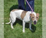 Small #1 American Staffordshire Terrier-Boxer Mix