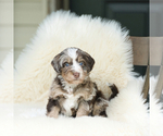 Image preview for Ad Listing. Nickname: Litter of 7