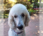 Small #3 Poodle (Standard) Mix