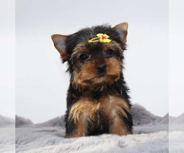 Medium Photo #4 Yorkshire Terrier Puppy For Sale in LOS ANGELES, CA, USA