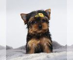 Small #3 Yorkshire Terrier