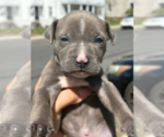 Small American Pit Bull Terrier