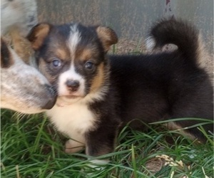 Pembroke Welsh Corgi Puppy for sale in LOGAN, NM, USA