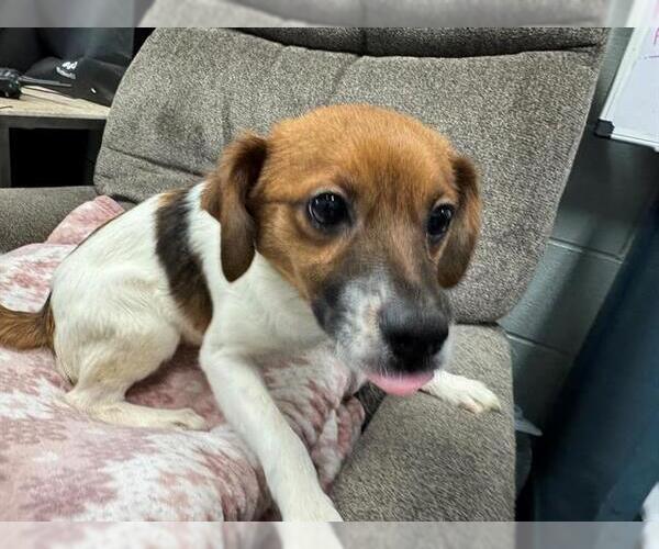 Medium Photo #1 Mutt Puppy For Sale in Peoria, IL, USA