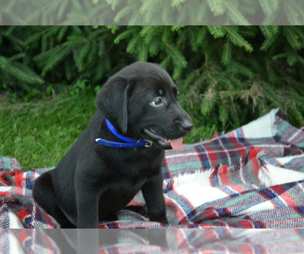 Medium Photo #43 Labrador Retriever Puppy For Sale in GREENWOOD, WI, USA
