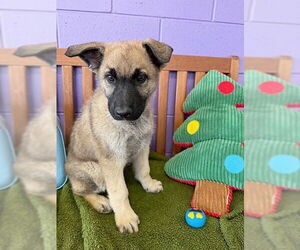 Mutt Dogs for adoption in Genesee, WI, USA