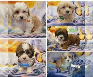 Maltipoo (Toy) Puppy for sale in BURLINGTON, MA, USA