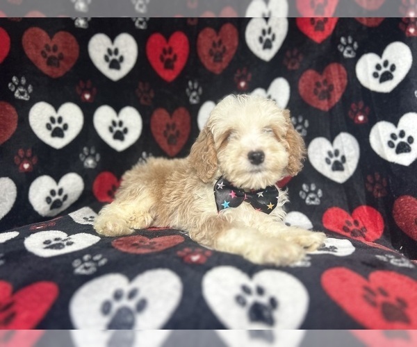 Medium Photo #10 Cockapoo Puppy For Sale in LAKELAND, FL, USA