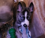 Small Photo #1 Siberian Husky Puppy For Sale in BELOIT, WI, USA