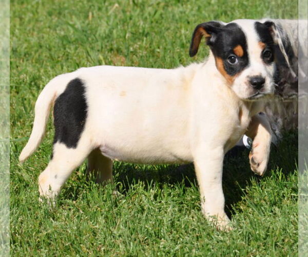 Medium Photo #3 Basenji-Rat Terrier Mix Puppy For Sale in McKinney, TX, USA