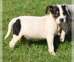 Small #2 Basenji-Rat Terrier Mix