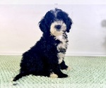 Small Bernedoodle (Miniature)