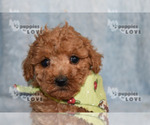 Small Photo #18 Poodle (Toy) Puppy For Sale in SANGER, TX, USA