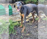 Small #4 Doberman Pinscher