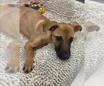 Small #2 Labrador Retriever Mix