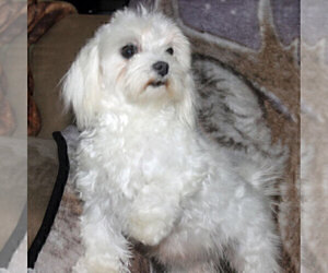 Father of the Morkie puppies born on 09/20/2025