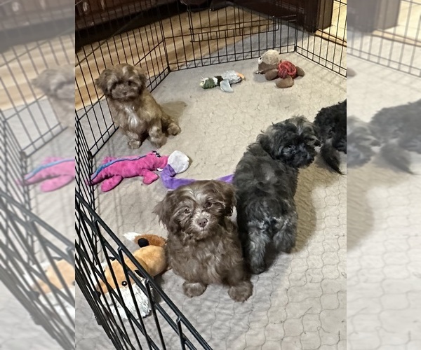 Medium Photo #4 ShihPoo Puppy For Sale in GLOUCESTER, VA, USA