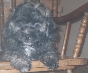 Shih-Poo-ShihPoo Mix Puppy for sale in MIDDLETOWN, IN, USA