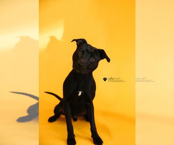 Medium Photo #5 American Pit Bull Terrier-Labrador Retriever Mix Puppy For Sale in Rockwall, TX, USA