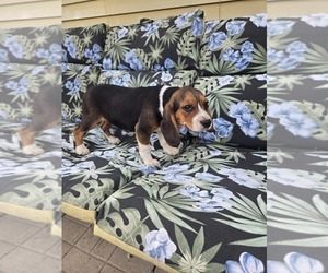 Beagle-Unknown Mix Puppy for sale in WESTFIELD, MA, USA