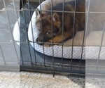Small Photo #2 German Shepherd Dog Puppy For Sale in STATESVILLE, NC, USA