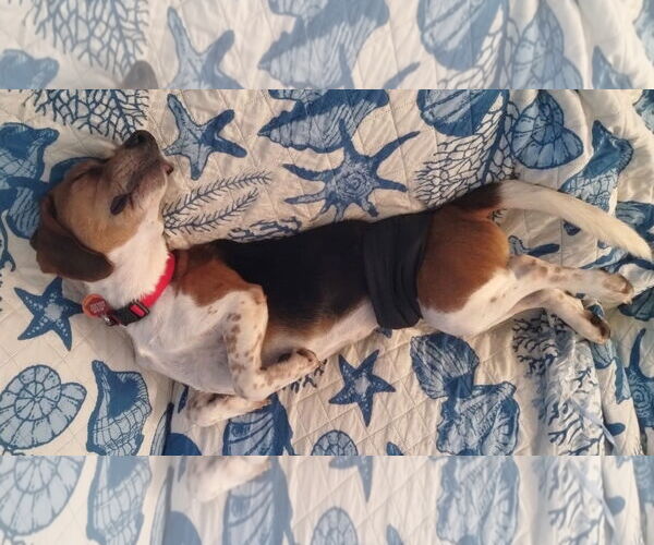 Medium Photo #8 Beagle Puppy For Sale in Dunnellon, FL, USA