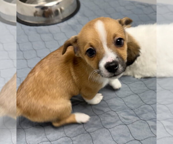 Medium Photo #2 Mutt Puppy For Sale in Gilberts, IL, USA