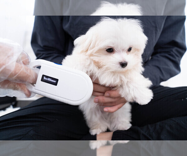 Medium Photo #2 Maltese Puppy For Sale in LONG ISLAND CITY, NY, USA