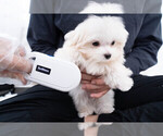 Small Photo #2 Maltese Puppy For Sale in LONG ISLAND CITY, NY, USA