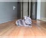Small Photo #15 French Bulldog Puppy For Sale in PORT READING, NJ, USA