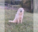 Small Great Pyrenees