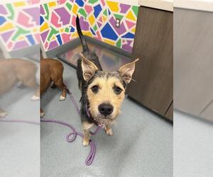 Labrador Retriever-Schnauzer (Giant) Mix Dogs for adoption in Baytown, TX, USA