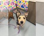 Small Labrador Retriever-Schnauzer (Giant) Mix
