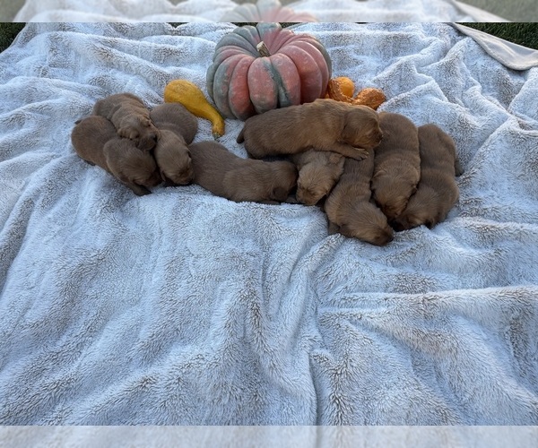 Medium Photo #13 Golden Retriever Puppy For Sale in GARDNERVILLE, NV, USA